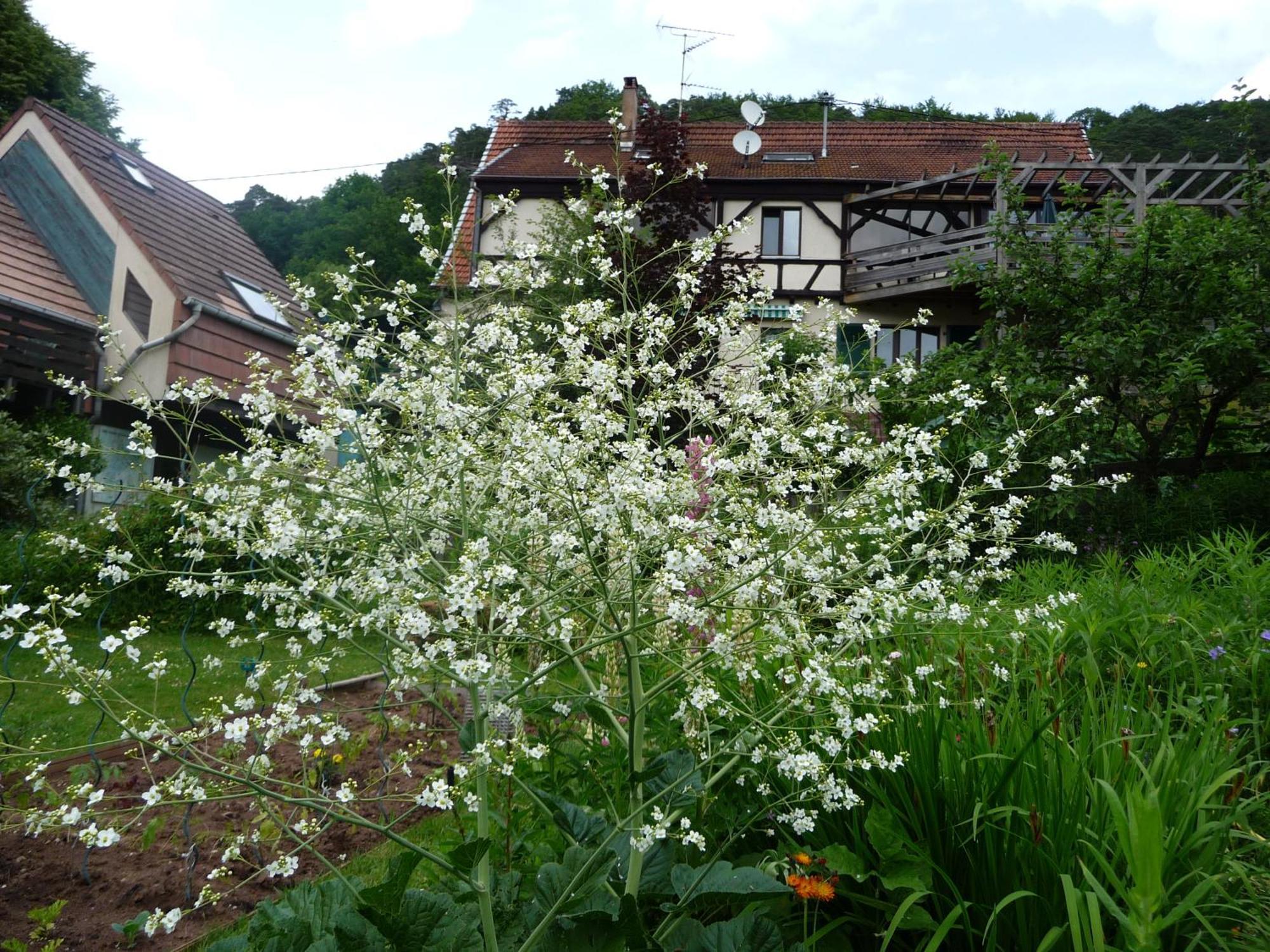 Alsace Village Obersteinbach Exterior photo